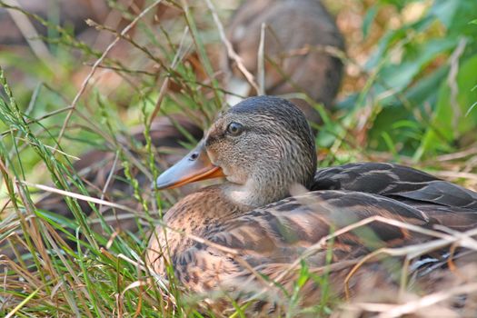 Close up of the duck sitting on the grass.