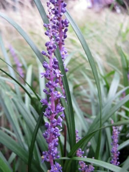 close up for lavender in a bush