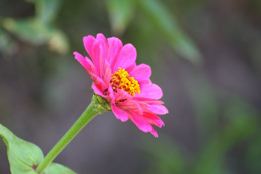 Close up of the pink mayor flower.