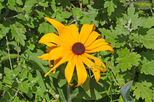 Close up of the helianthus augustifolius