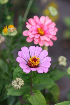 Close up of the pink mayor flowers.