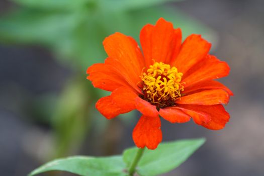 Close up of the red mayor flower.