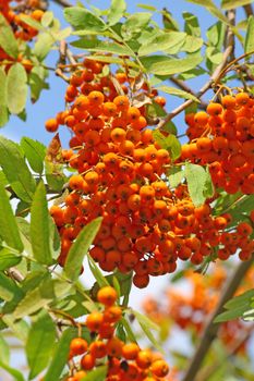 Close up of the ripe rowan berries. Background.