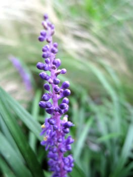 close up for lavender in a bush