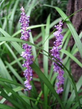 close up for lavender in a bush