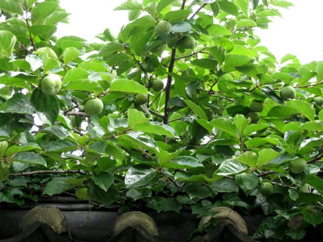 a persimmon tree in korea