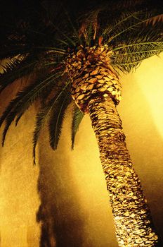 Single Palm Tree against a wall at night.