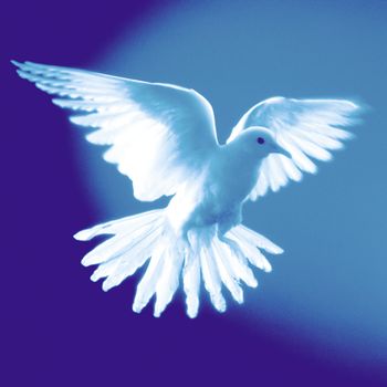 A white dove flying in front of a colored background.