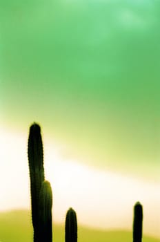 Sihouetted cactus against a morning sky with mountains in the background.