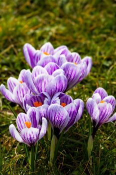 Group of purple and white striped spring crocus blooming in the grass in march