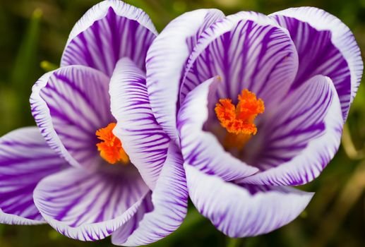 Beautiful blooming purple and white striped spring crocus