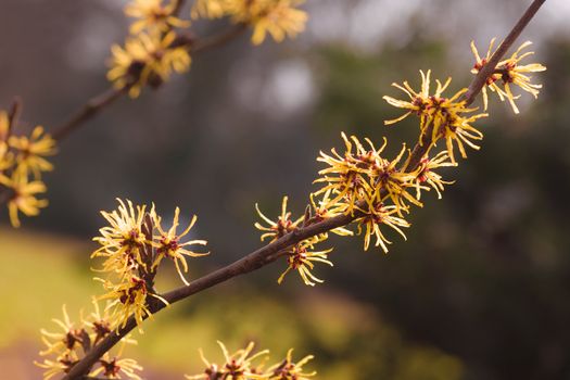 Flowering branches of yellow Witch-hazel in spring