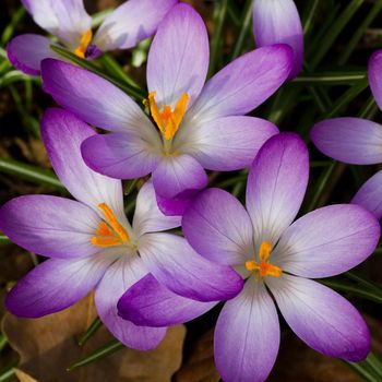 Group of beautiful blooming pink and white spring crocus in March