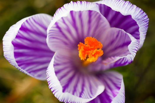 Beautiful blooming purple and white striped spring crocus