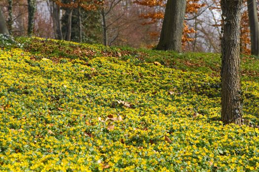 Tapestry of yellow winter aconite, blooming at end of winter