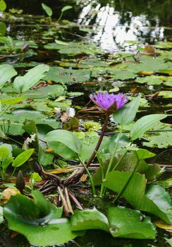 great image of a water lilly in a garden pond