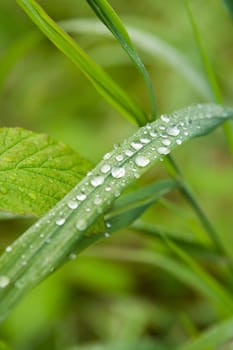 Dew on a grass