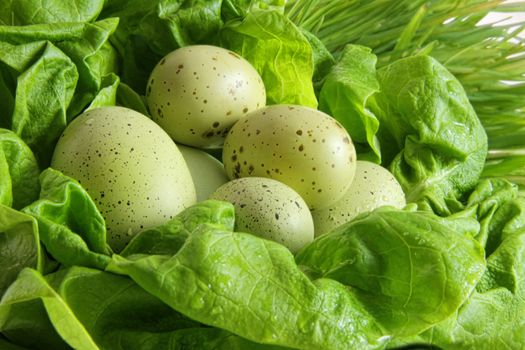 Green speckled easter eggs in lettuce leaves