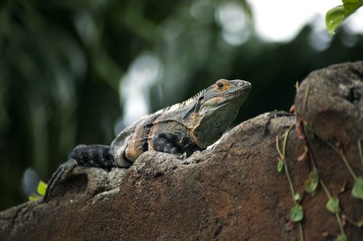 Costa Rican iguana resting on a wall in the jungle