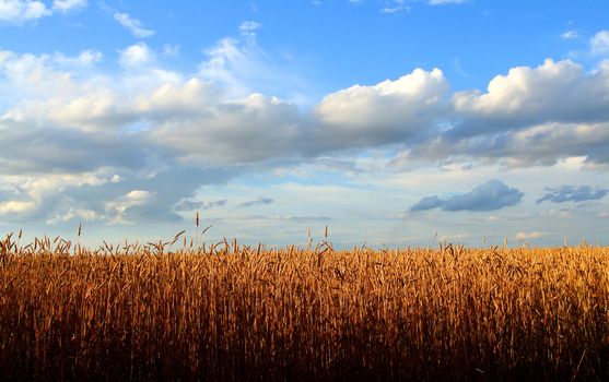 stems of the wheat in sunset light