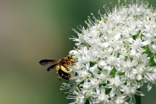 A brown and yellow wasp on an onion flower head.