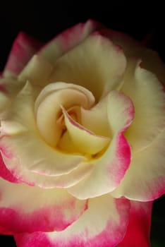 A pink and white Rose brightly lit at the front with darker lighting at the back