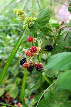 Wild blackberries in varying stages of ripening growing with other assorted plants