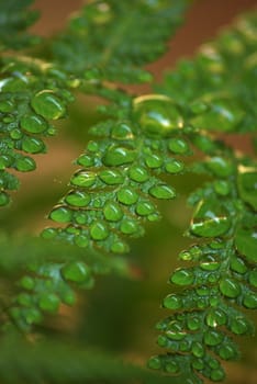 Water dropletts on a Fern leaf magnifying the finer details of the leaf.