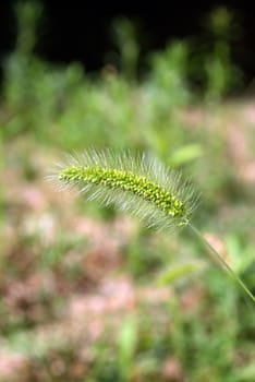 A long stem covered with ripe seeds ready to drop for next years spring renewal.