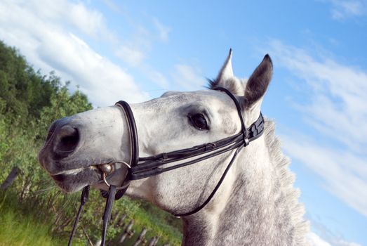 Horse portrait.Horse is bridle 