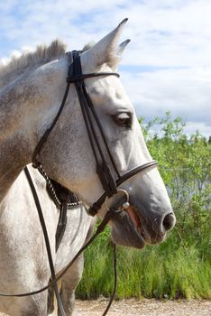 Horse portrait.Horse is bridle 