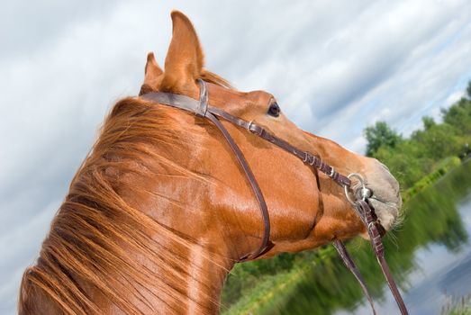 Horse in water