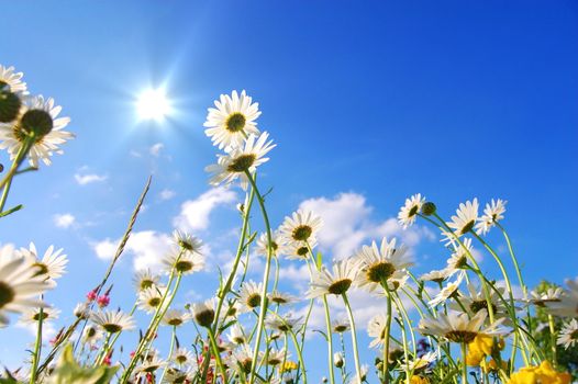 flowers on meadow in summer from below and blue sky