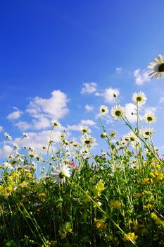 daisy flowers in summer from below with blue sky