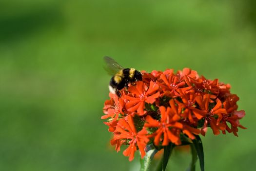 stripy shaggy bumblebee pollinating the red flower