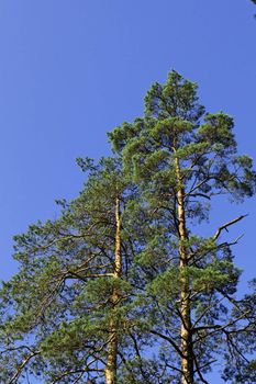 Pines on a background of the blue sky