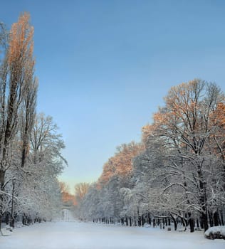 Park in the winter time. Fresh snow cover the trees. Sunrise time.