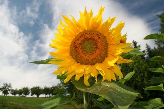 A sunflower at summertime in the garden