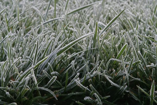 Blades of grass covered in the morning frost.