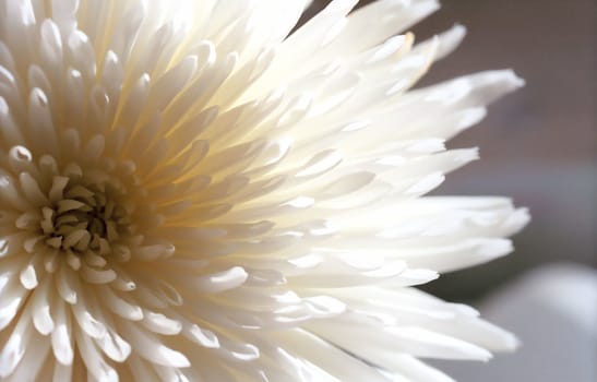 Flower of white chrysanthemum in macro