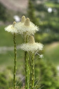 The flower of bear grass stands in front of a blurred out alpine medow.