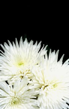 Three white chrysanthemums on black foreground