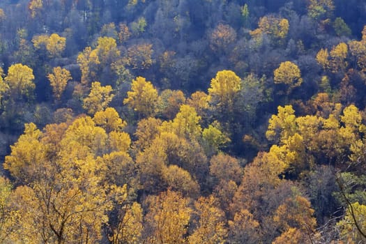 A patch of fall color in the forest.