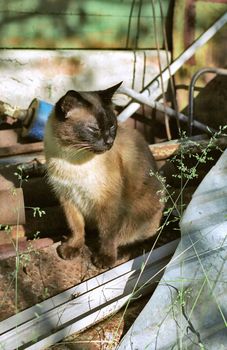 Siamese cat among  building waste