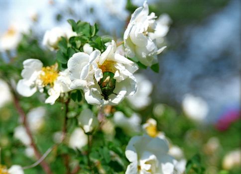 Dor in the flower of wild white rose