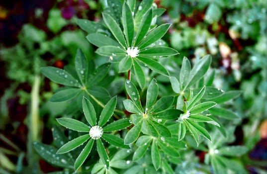 Drops of morning dew on the leaves