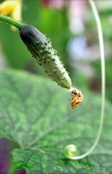 Quite young cuke in macro forcing bed