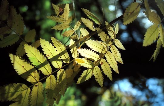 Leaves of wild ash in Sun light 