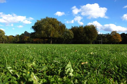 green trees of a park at summer or autumn under blue sky