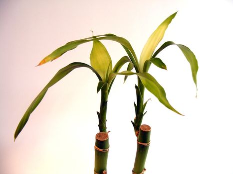 picture of bamboo plants